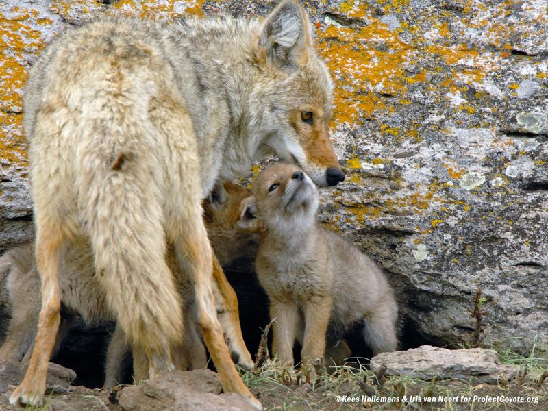 Many coyotes live around people, pets and livestock and never cause problems. If they become desensitized and used to people, problems can occur.