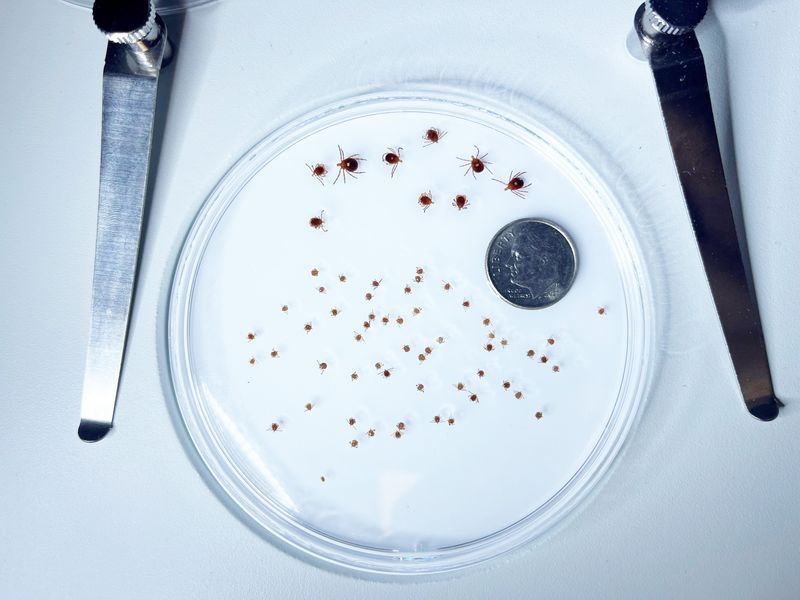 These ticks, 4 lone star adult females, 5 lone star adult males and 57 lone star nymphs, were found in Monroe County in May 2024 by Monroe County Health Department employee Kody Clark. The dime shows how small all the ticks are.