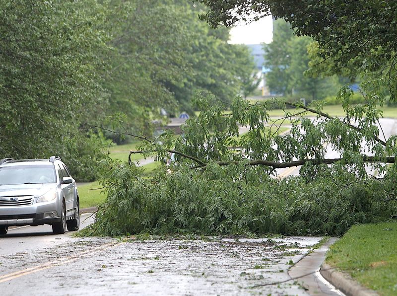 A tree blocks a lane on Jonathan Drive in Bloomington on June 25, 2024.