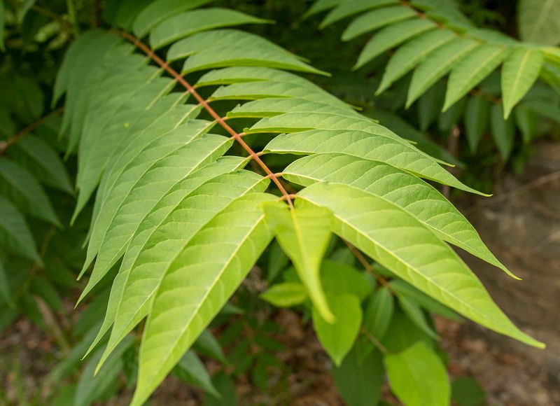 WORCESTER - The invasive species Ailanthus, or tree of heaven, grows in the Kettle Brook Conservation Area.