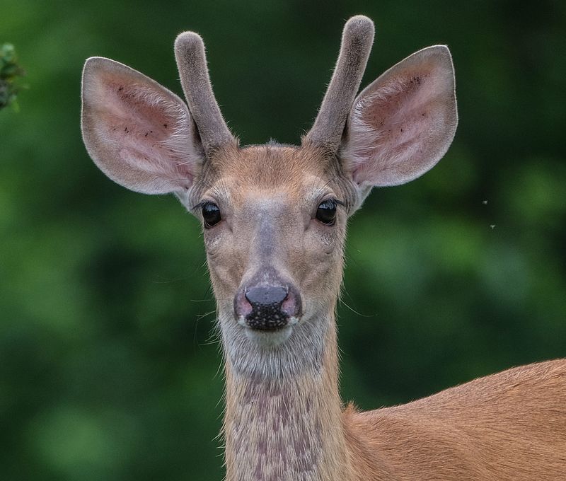 A young whitetail buck looks up from browsing at a Lansing cemetery Sunday, July 11, 2021.