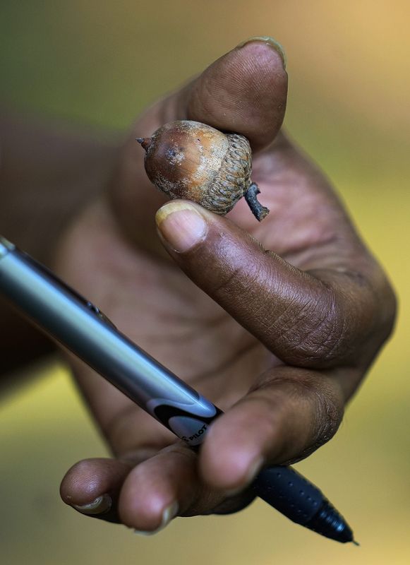 Kimberly Harper holds an acorn during a foraging tour Sunday, Sept. 18, 2022, at Christian Park in Indianapolis. Wild Food Tours, which teach participants to identify edible plants, are led by Greg Monzel of Persimmon Herb School. The school teaches herbalism and plant medicine.