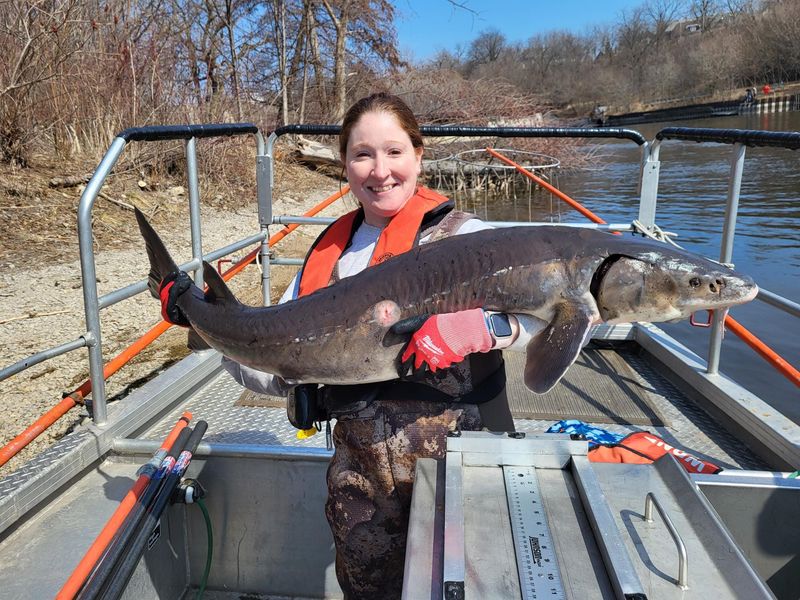DNR fisheries biologist Laura Schmidt holds a lake sturgeon caught March 27 during fish sampling work on the Milwaukee River.
