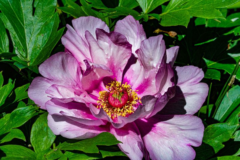 A peony blooms on Mother’s Day weekend at the Indianapolis Museum of Art, Newfileds on Friday, May 9, 2025, in Indianapolis.