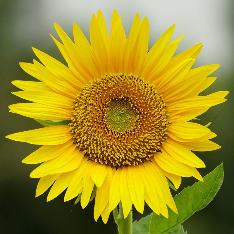 Celebrate the Summer Solstice at Fernwood from 1 to 4 p.m. June 20, 2025. Fernwood Botanical Garden is located at 13988 Range Line Road in Niles.