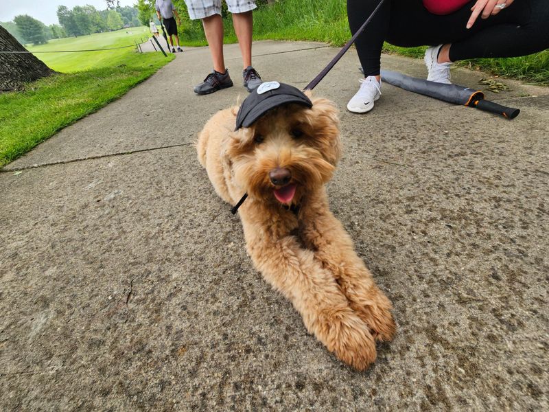 Labradoodle named Wilkin is credited with helping soften the nerves during the IHSAA regional championship at Coyote Crossing in West Lafayette, Indiana on Friday, June 13, 2025.