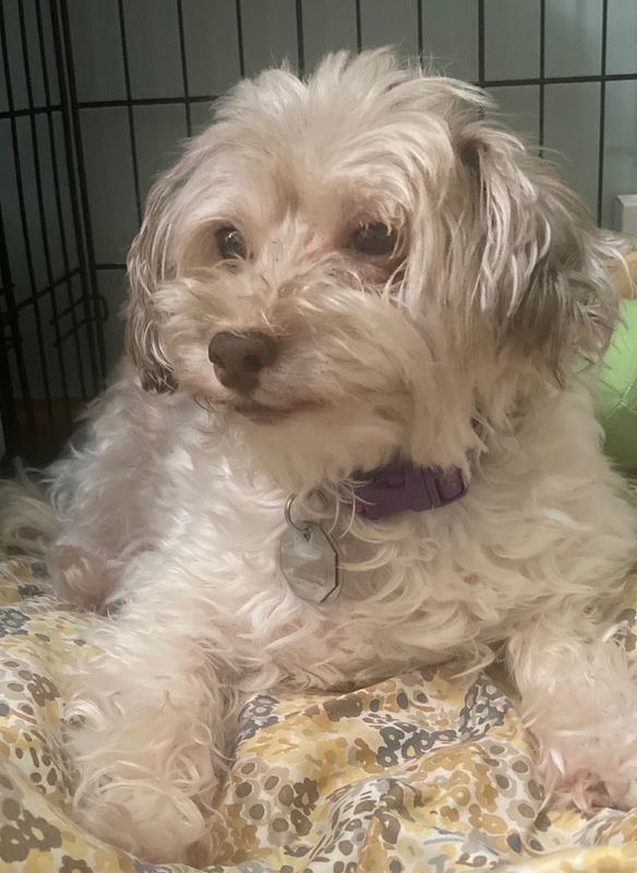Second Chance Small Dog Rescue in Elkhart has Buddy, 9, available for adoption.