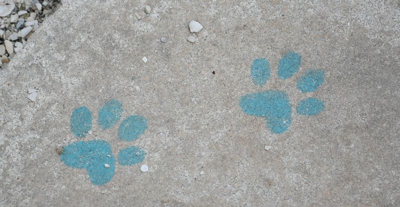 Follow the painted paws to the outside dog walk. The Humane Society of Sarasota County participating in the Petco Love Florida MEGA Adoption Event that continues today till 4 p.m. Sunday, June 29, 2025. No appointments needed and the adoption fees are waived. All pets are spayed/neutered, vaccinated, microchipped and ready to go home. Humane Society of Sarasota County is located at 2331 15th street, visit hssc.org and also at Humane Society at Lakewood Ranch till 4 p.m. at 26920 Gopher Hill Rd, Myakka City, visit hslwr.org