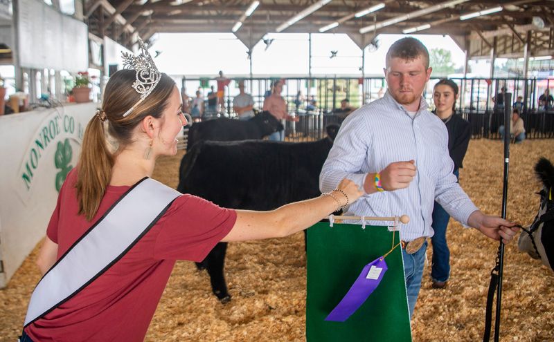 Miss Monroe County Laura Carnegie hands out an award for a show during a cow show at the Monroe County Fair at the fairgrounds on Monday, June 30, 2025.
