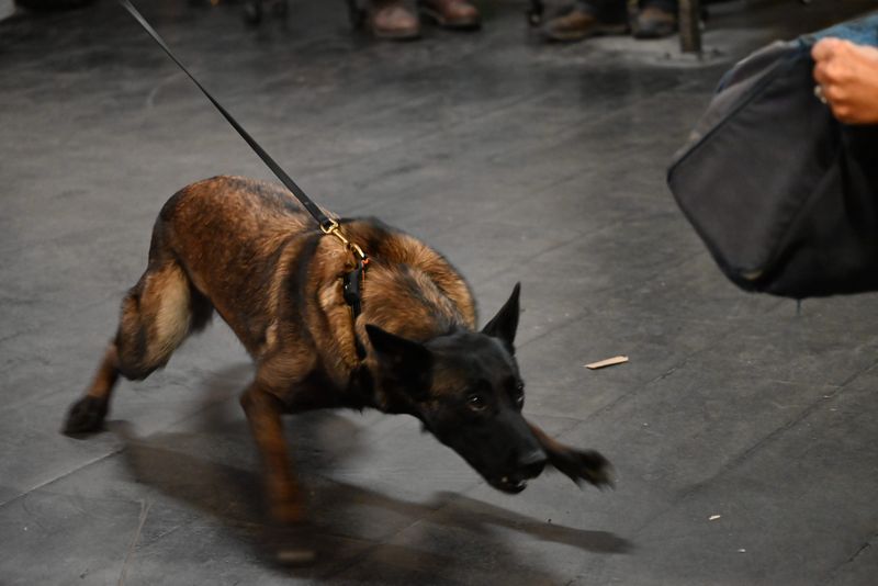 Chankla, a 2-year-old Belgian Shepherd, lunges for a mail carrier's satchel June 30, 2025, to help USPS workers learn how to avoid a dog bite or attack.
