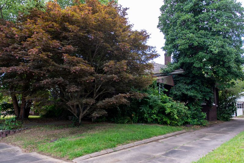 The home at 919 E Mulberry Street where multiple dead cats were discovered in Evansville, Indiana.