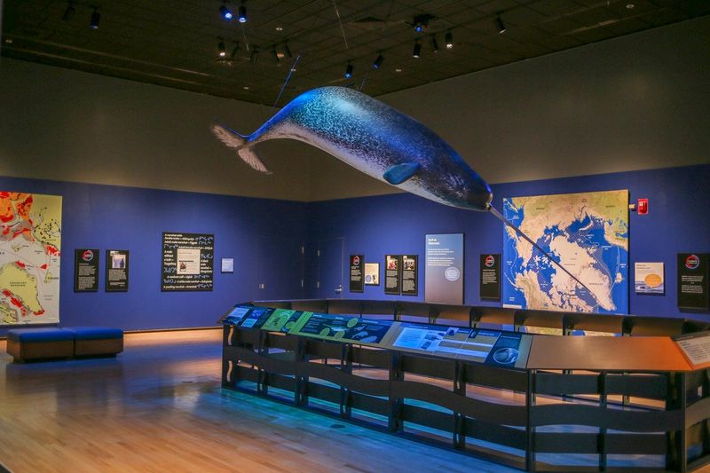 The "Narwhal: Revealing an Artic Legend" traveling exhibit will be at Minnestrista Museum & Gardens through Sept. 28, 2025.