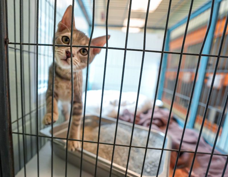 An inquistive kitten peers out from her cage at the Flagler Humane Society, Friday, July 11, 2025.
