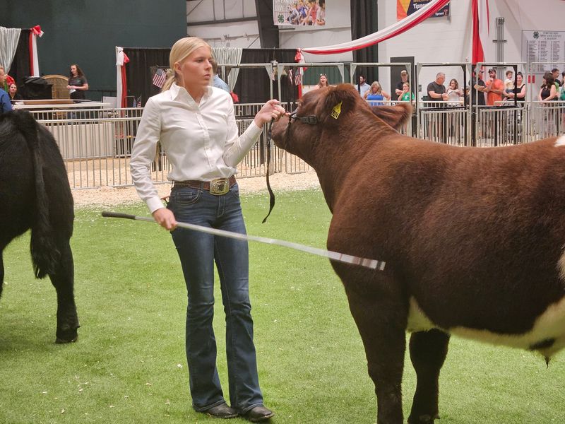 Central Catholic graduate directs a cow during the 2025 Supreme Livestock Showman final at Tippecanoe County Fairgrounds in Lafayette on Thursday, July 24, 2025.