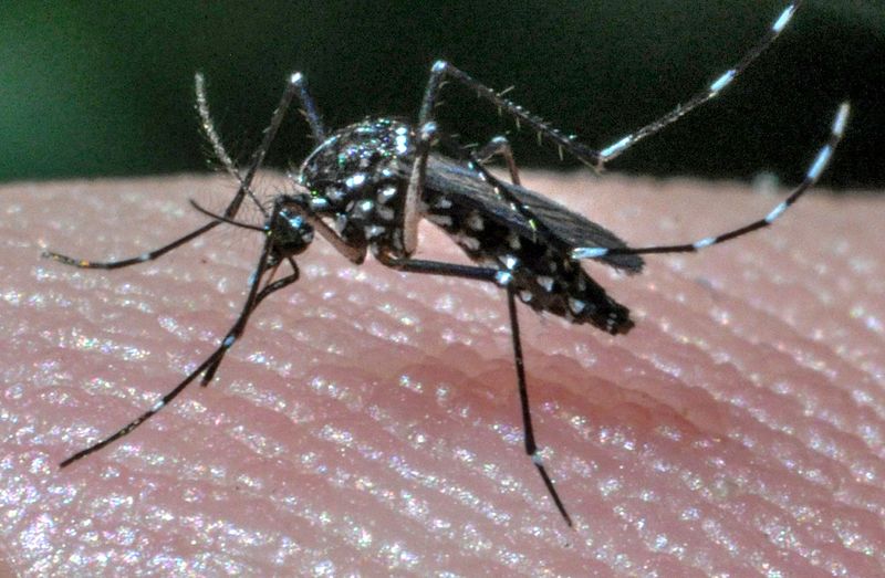 A mosquito rests on skin on a man in Anderson. The city sprays through neighborhoods reporting mosquitos and also places control briquettes in chronic breeding sites.