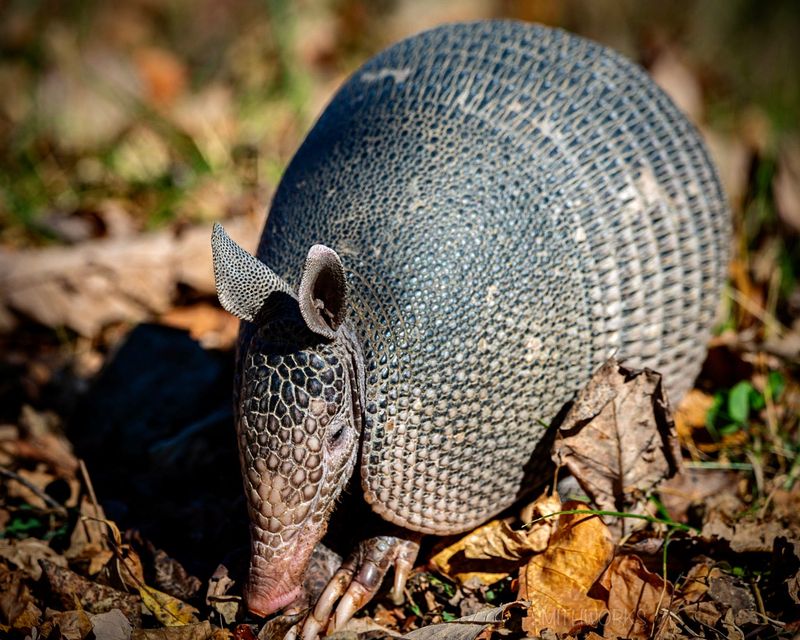 Citizen science observations like this one submitted to researcher Tim J. Gaudin have been key to documenting the northern expansion of the nine-banded armadillo (Dasypus novemcinctus).