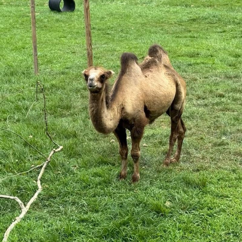 Mesker Park Zoo's camel named Friday.