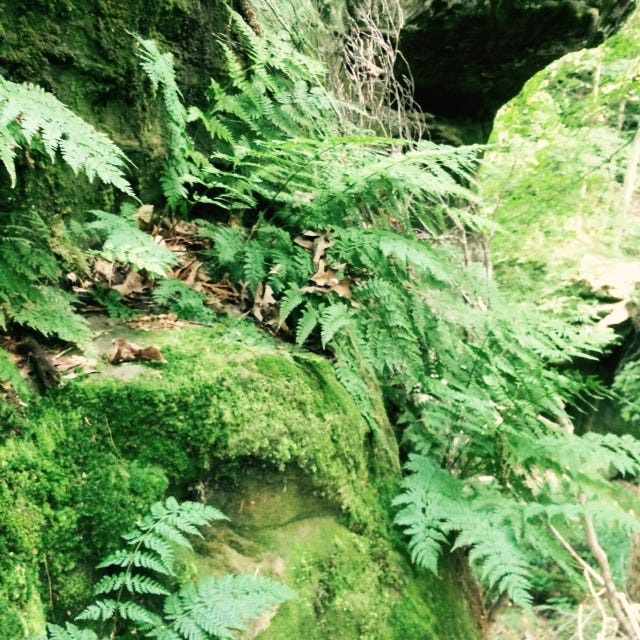Fern Cliff Nature Preserve near Greencastle has an abundance of ferns and mosses that make The Nature Conservancy's preserve a botanical refuge.