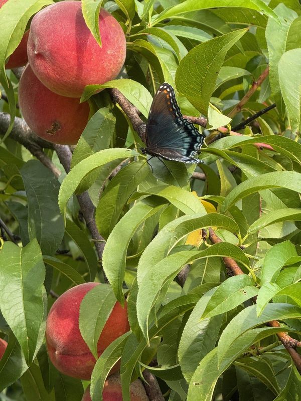 Local orchards offer a taste of fall this time of year.