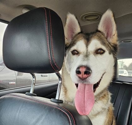 Humane Society of St. Joseph County in Mishawaka has Max, 6, available for adoption.