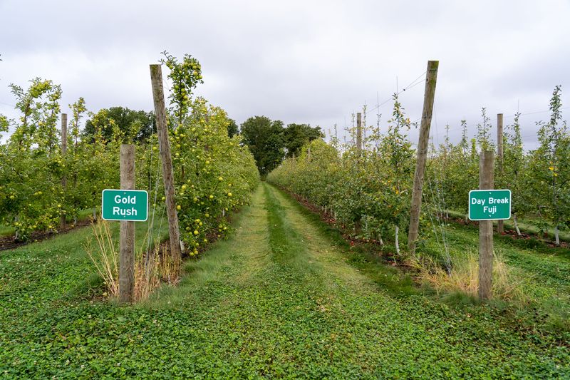 Apples grow Thursday, Sept. 25, 2025, at Tuttle Orchards in Greenfield, Indiana.