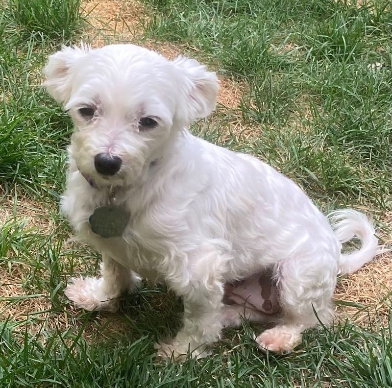 Second Chance Small Dog Rescue in Elkhart has Penny available for Foster-To-Adopt.