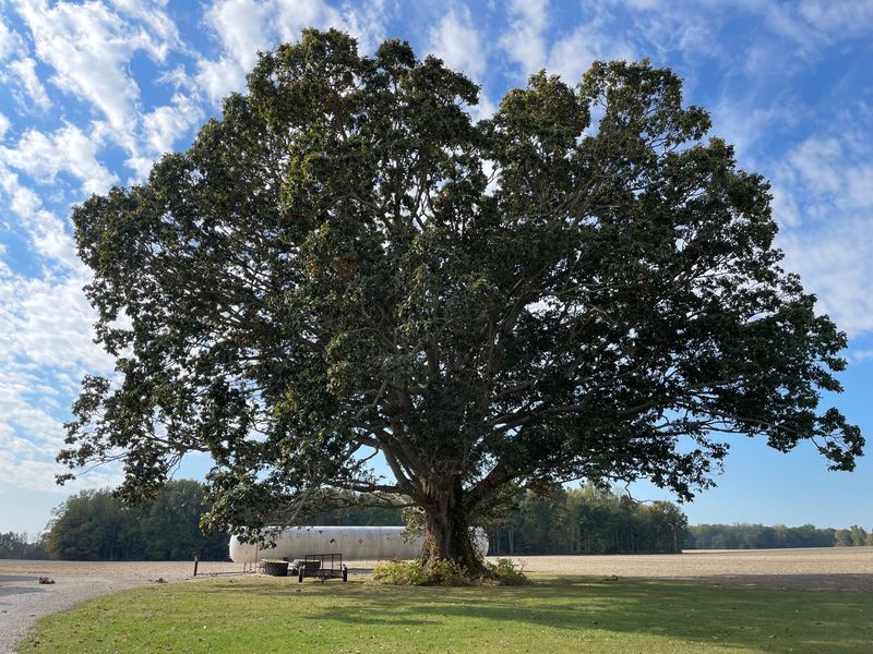 Jennings County, Indiana is home to what might be the tallest swamp chestnut oak tree in the U.S., according to the National Champion Tree program. Its height is listed at 95 feet, with a circumference of 318 inches and a canopy spread of 118 feet.