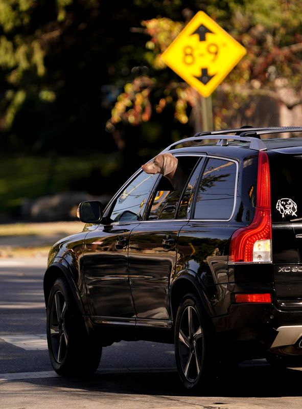 A dog pokes it’s head out the vehicle window taking in the fall air on Tuesday, Oct. 21, 2025, in Indianapolis.