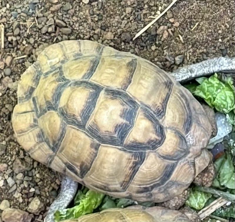 Indiana State Police are searching for an Egyptian Tortoise that was stolen from the Indianapolis Zoo on Oct. 11 or Oct. 12, in Indiana.