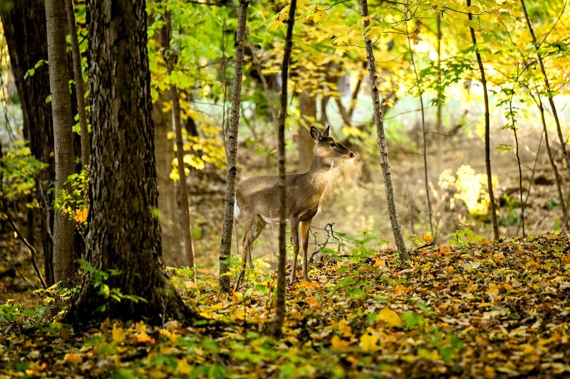 A doe deer stands in the forest at Thomas F. Keegan Nature Park on Tuesday, Oct. 28, 2025, in Lansing Township.