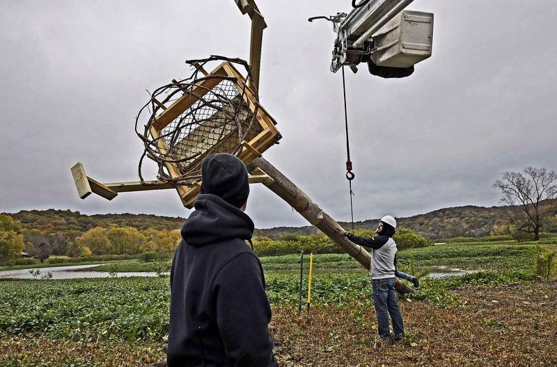 A crew from Utilities District of Western Indiana REMC and the Indiana Department of Natural Resources erect one of the nesting platforms atop a 35-foot telephone pole in the Northfork area at Lake Monroe on Tuesday, Oct. 28, 2025.