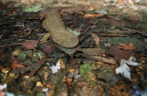 The Eastern hellbender has a face 'only a mother could love,' according to The Nature Conservancy, one of the groups working to reintroduce the endangered salamander in Indiana.