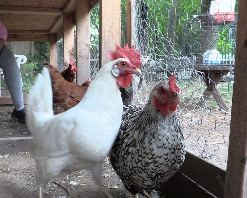 Yania Justiniano photographed at her Nanuet home with her chickens on Saturday, July 16, 2016. Justiniano runs the facebook page Rockland Backyard Chicken.