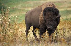 Bison, such as the one seen here, once traveled through southern Indiana, using what is known as the Buffalo Trace.
