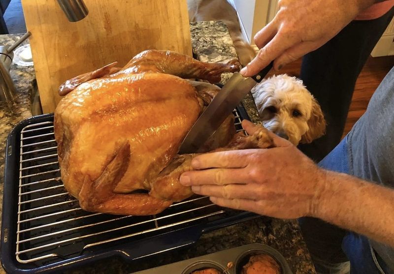 Goldendoodle Daisy watches a turkey being carved for Thanksgiving dinner.