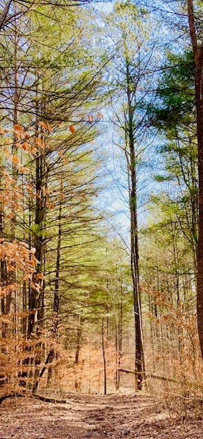 A view of the forest along the Hayes Trail in the Charles C. Deam Wilderness in the Hoosier National Forest.
