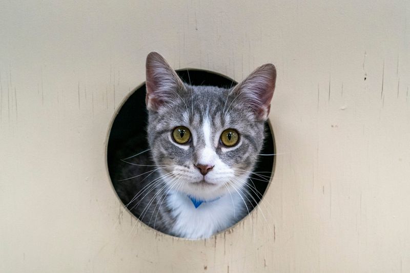 Miyamu pops his head out in the cat lounge at the Vanderburgh Humane Society Tuesday, April 15, 2025.