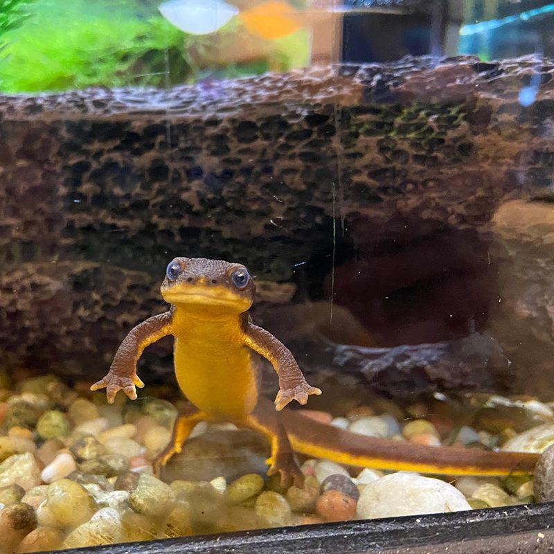 This is Cleese, a rough-skinned newt (taricha granulosa) who lived at Bloomington's WonderLab science museum for 23 years before she died in December 2025.