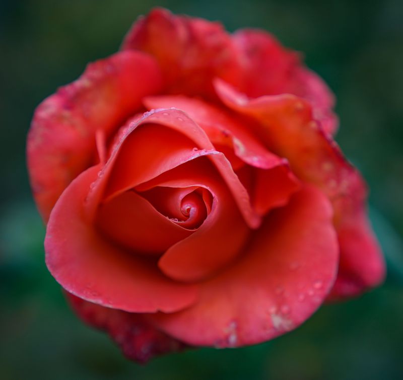 Flowers are placed on floats for the Rose Parade on Wednesday, Dec. 31, 2025, during the Rose Bowl Bash in Pasadena.