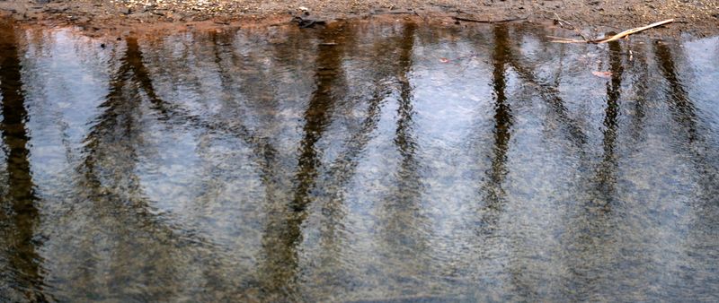 Trees reflect in the Fishback Creek, a tributary that leads to the Eagle Creek Reservoir, Wednesday, Jan. 14, 2026.