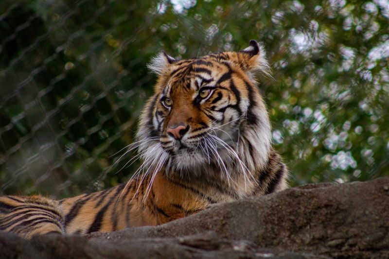 Luna, the 3-year-old tiger at Mesker Park Zoo, has died. She came to the zoo in 2024.