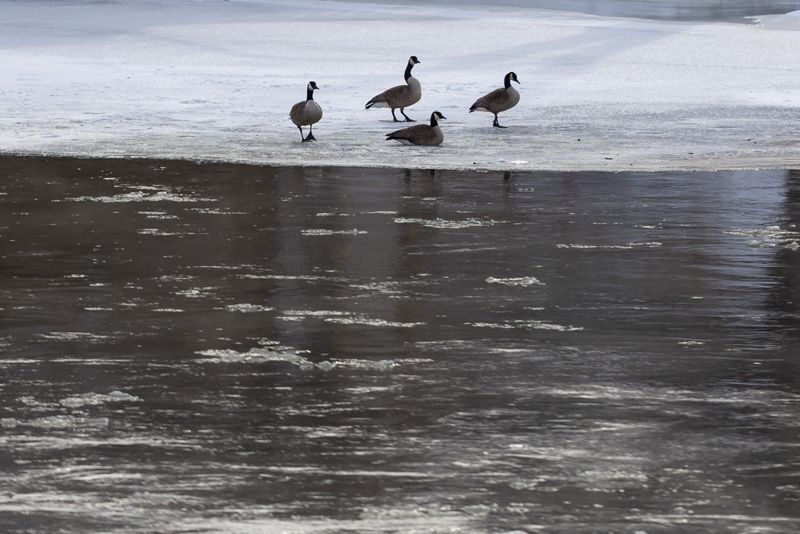 Geese on the ice forming on the Saint Joseph River in sub-freezing temperatures Saturday, Jan. 24, 2026 in South Bend.