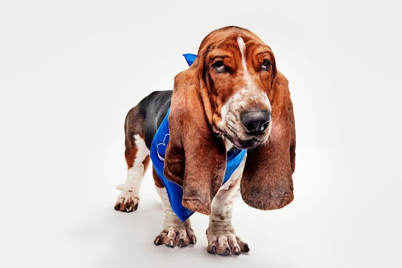 Rhett, a foster dog with Homeward Bound in Mishawaka, Indiana, is participating in Animal Planet's Puppy Bowl XXII on Sunday, Feb. 8, 2026. Rhett is leading the Pupularity Playoffs and final scores will be announced Saturday, Feb. 7, 2026.