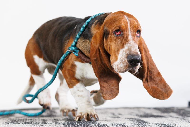 Rhett, an 8-month-old basset hound from Mishawaka, poses for a photo at the South Bend Tribune newsroom on Monday, Feb. 2, 2026, in South Bend. He is playing in the 22nd annual Animal Planet Puppy Bowl.