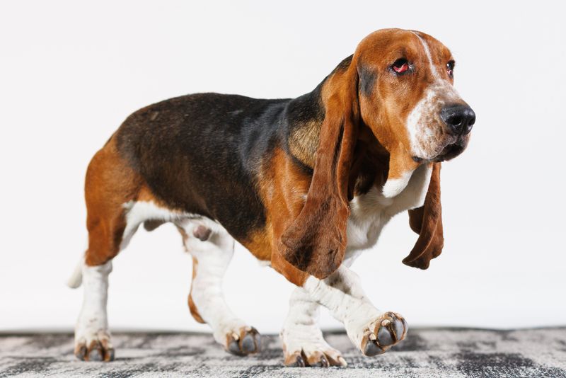 Rhett, an 8-month-old basset hound from Mishawaka, poses for a photo at the South Bend Tribune newsroom on Monday, Feb. 2, 2026, in South Bend. He is playing in the 22nd annual Animal Planet Puppy Bowl.
