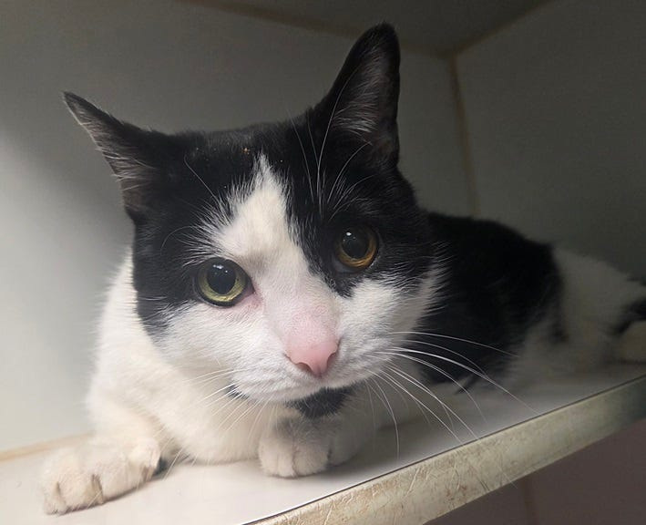 Humane Society of St. Joseph County in Mishawaka has Nippy, 9, available for adoption.