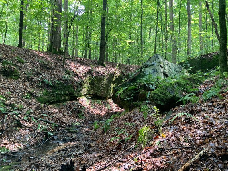 One of the rock outcroppings with ferns at Barnebey Woods Nature Preserve in Owen County.