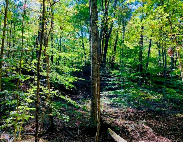 A forest view in the Hitz-Rhodehamel Woods.
