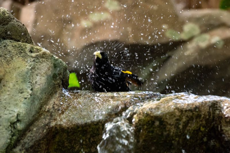 A yellow-rumped cacique takes a bath during the annual Orchid Escape Exhibit in Amazonia at Mesker Park Zoo & Botanic Garden in Evansville, ind., Friday, Feb. 27, 2026. The exhibit runs through March 14th.