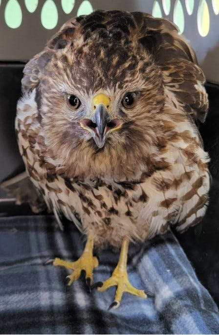Mickey, this year-old red-shouldered hawk, recovered at Raptors Rise Rehabilitation Center in Bedford after spending days trapped inside a house near Ellettsville before being rescued. The hawk was released back into the wild on Feb. 6, 2026.